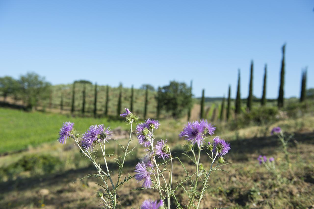 Agriturismo Poggio Corbello La Pesta Экстерьер фото