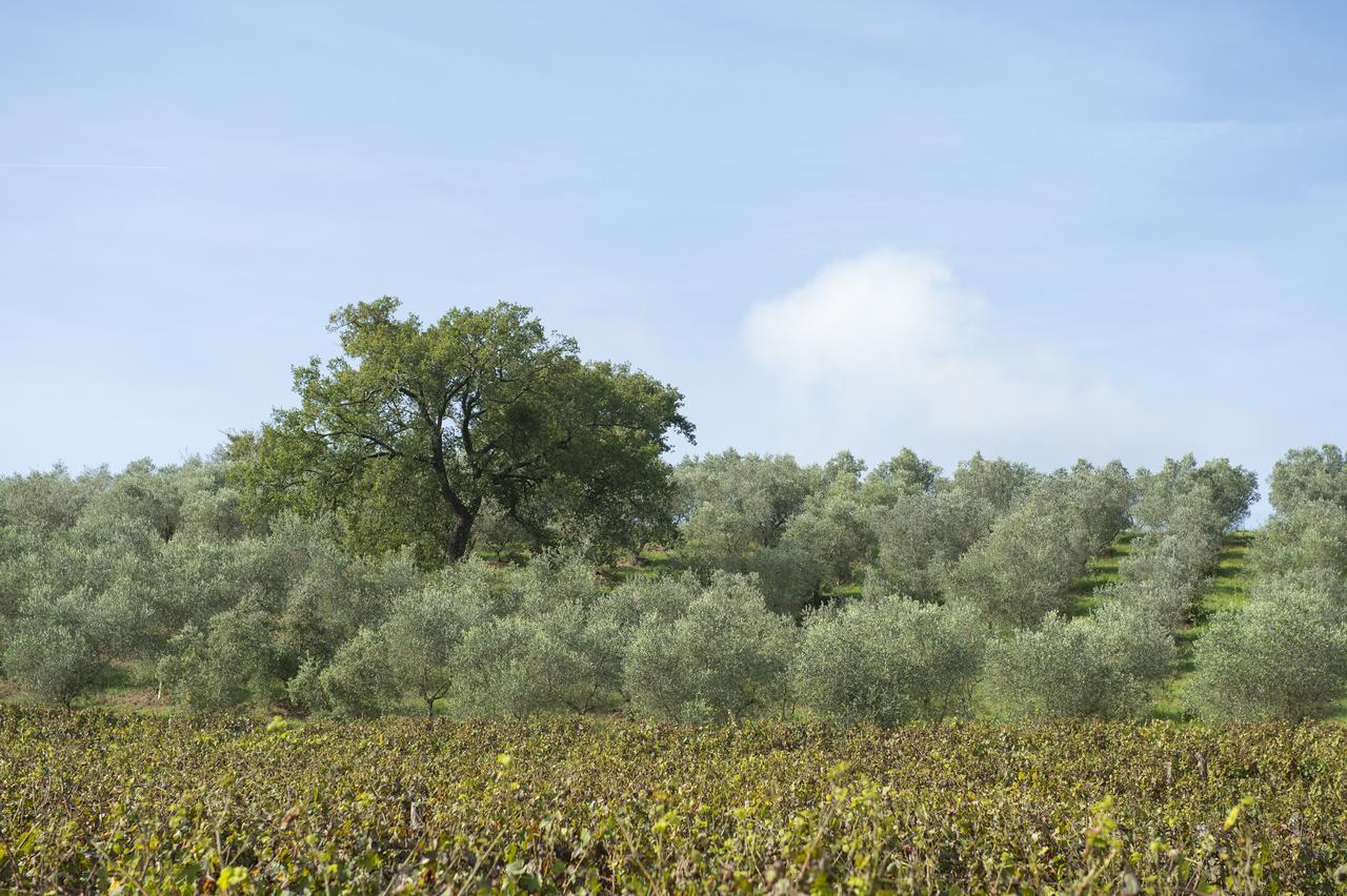 Agriturismo Poggio Corbello La Pesta Экстерьер фото